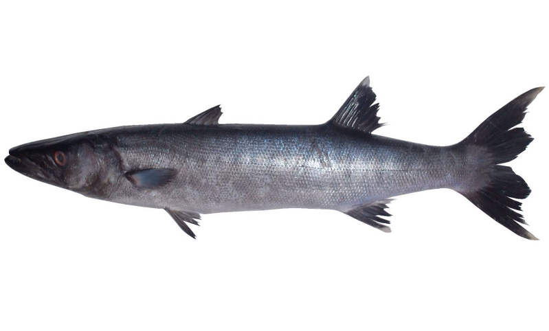 Barracuda