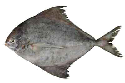 Black Pomfret