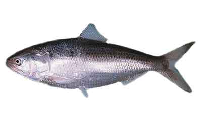 Hilsa