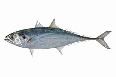 Horse Mackerel