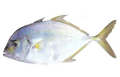 Malabar Trevally