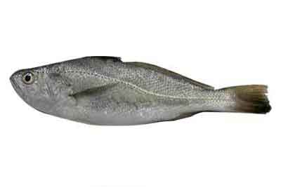 Silver Croaker