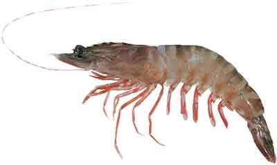 Tiger Prawn