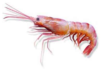 Deep Sea Shrimp (Goinar)