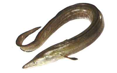 Indian Conger Eel