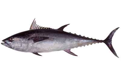 Long Tail Tuna