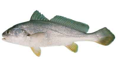 Tiger Toothed Croaker